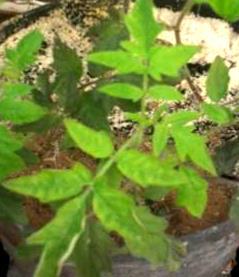 ذبیحی همکاران: بررسی سه جدایۀ یرس ای سیبزمینی جداشده از.