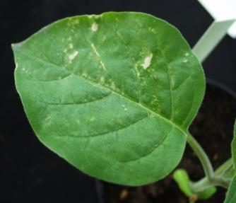 :Mf LL: chlorotic local lesion, M: mosaic, Mf: malformation, LL: necrotic local lesion, : necrosis, VB: vein banding. A B D شکل 1.