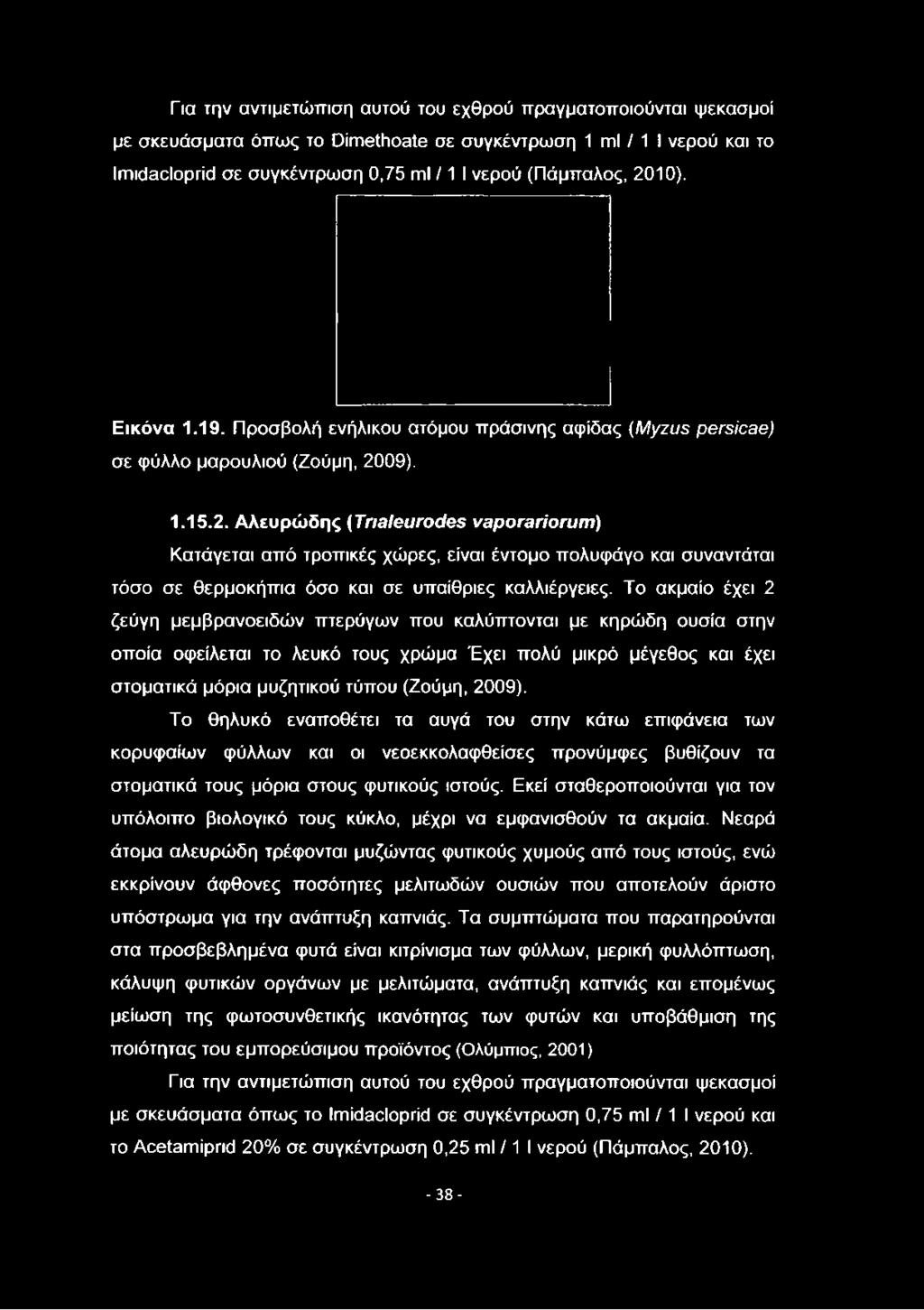 Το ακμαίο έχει 2 ζεύγη μεμβρανοειδών πτερύγων που καλύπτονται με κηρώδη ουσία στην οποία οφείλεται το λευκό τους χρώμα Έχει πολύ μικρό μέγεθος και έχει στοματικά μόρια μυζητικού τύπου (Ζούμη, 2009).