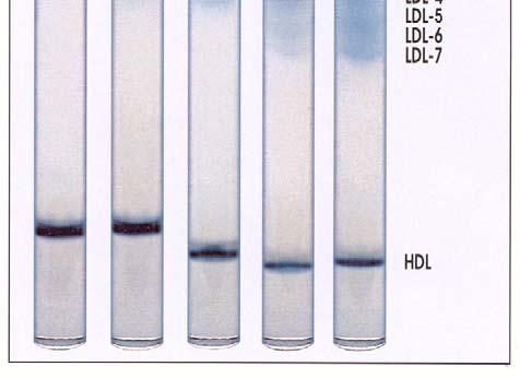 Phenotype Α: Low