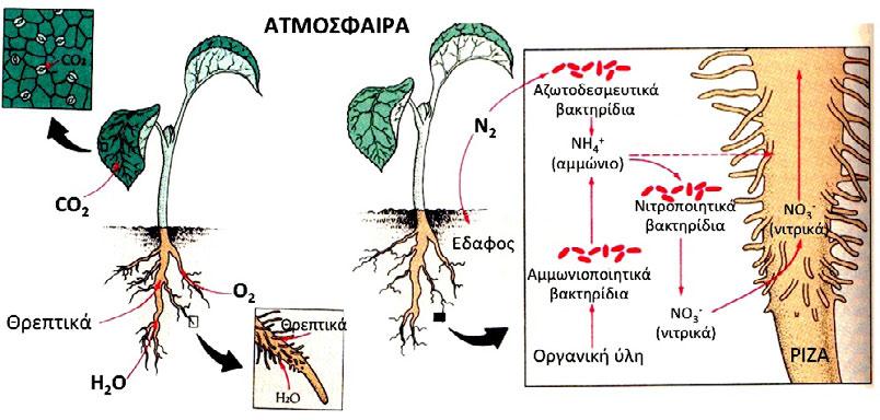 Πρόσληψη θρεπτικών από τα φυτά Τα φύκη δεν έχουν ρίζες και δεν τις χρειάζονται.