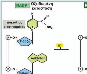 Η αναγωγή