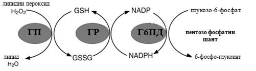 Слика 2. Глутатионски редокс циклус.