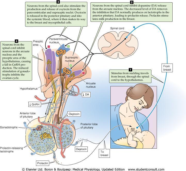 همچنین نقش کمک کننده در خروج شیر از سینه های مادر مکیدن شیر توسط نوزاد از سینه های مادریک محرک است که از نخاع عبور کرده و به هیپوتاالموس می رسد و با توجه به شکل ( عالمت های +( بر روی هسته های