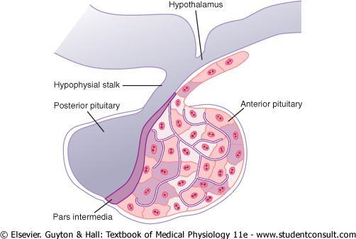 هیپوفیز میانی pituitary( )Intermediate هیپوفیز خلفی ( نوروهیپوفیز(.2.