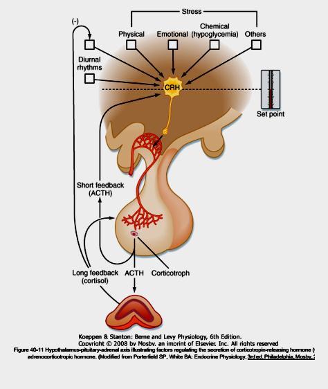 هورمون CRH که دارای ساختار 41 آمینواسیدی می باشد از هیپوتاالموس ترشح شده و بر هیپوفیز قدامی اثر گذاشته و باعث ترشح ACTH می شود.