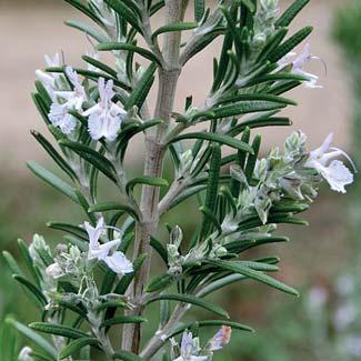 HARILIK ROSMARIIN ROSMARINUS OFFICINALIS ingl rosemary; sks Rosmarin; sm rosmariini Rosmariin on eriti mõjus antioksüdant.