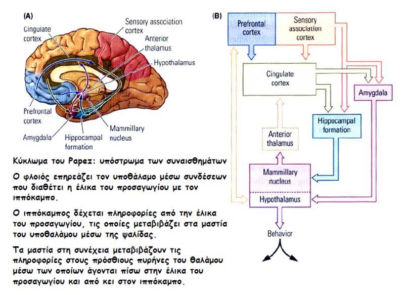 Brainstem - Hippocampus -