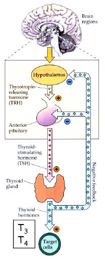 HPT Axis Hypothalamus Pituitary Thyroid Υποθάλαμος - Υπόφυση - Θυρεοειδής Οι θυρεοειδικές ορμόνες Τ3 και Τ 4 προκαλούν αρνητική