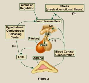 HPA Axis Hypothalamus Pituitary