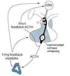Αρνητική παλίνδρομη ρύθμιση της κορτιζόλης στην υπόφυση και τον υποθάλαμο