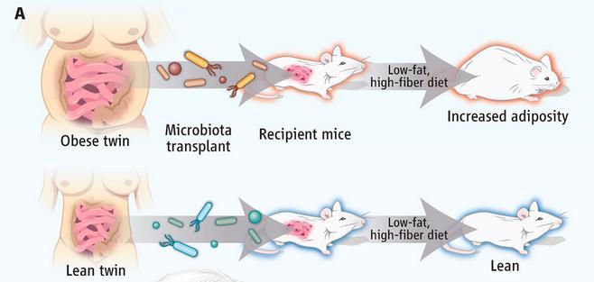 Ποντίκια χωρίς χλωρίδα (GF) δεν αναπτύσσουν παχυσαρκία ακόμη και σε διατροφή με πολύ λίπος