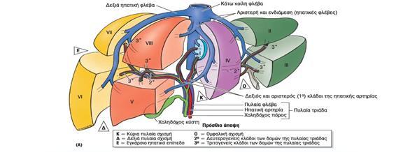 ΑΙΜΟΦΟΡΑ ΑΓΓΕΙΑ Ηπατική πυλαία φλέβα και ηπατική αρτηρία