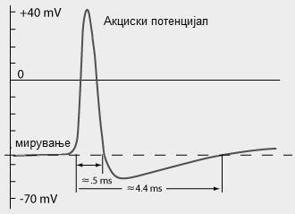 30 Сл. 0.14: Акциски биоелектричен потенциjал. на што се jавува и мембранскиот потенциjал.