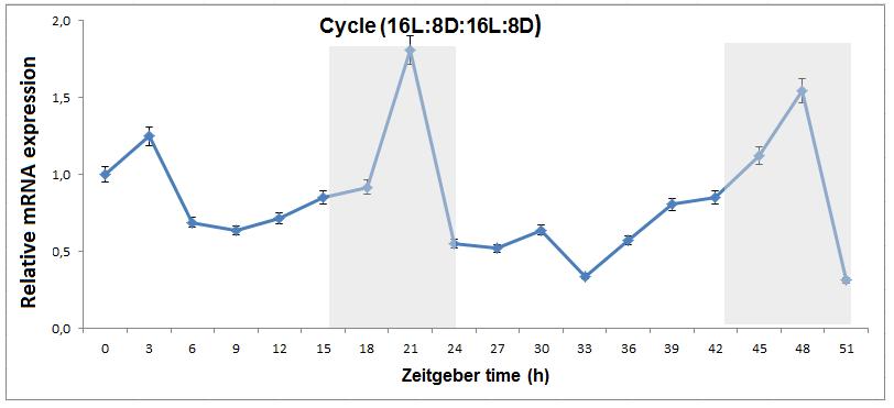 Ανάλυση της χρονικής έκφρασης του Snocycle (LD16:8).