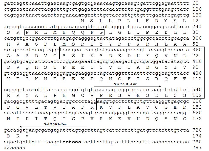 Εικ. 1. H προβλεπόμενη νουκλεοτιδική και αμινοξική ακολουθία του cdna του γονιδίου της SnoHsp19.5 του εντόμου S. nonagrioides.