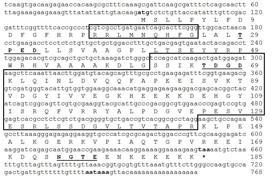 Εικ. 2. H προβλεπόμενη νουκλεοτιδική και αμινοξική ακολουθία του cdna του γονιδίου της SnoHsp20.8 του εντόμου S. nonagrioides.