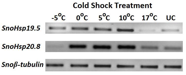 Εικ. 5. Ανάλυση των μεταγραφικών επίπεδων των γονιδίων SnoHsp19.5 και SnoHsp20.8 με τη μέθοδο RT-PCR, μετά από ψυχρό στρες σε μη-διαπαυουσες προνύμφες (5 th instar 25 ημέρες από την επώαση).