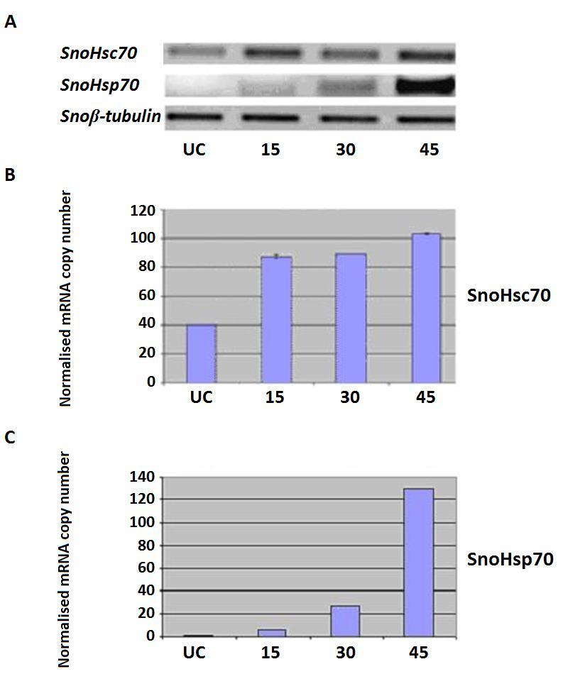 Εικ. 5. Ανάλυση των μεταγραφικών επίπεδων των γονιδίων SnoHsc70/SnoHsp70 σε μη διαπαύουσες προνύμφες (5 th instar 25 ημέρες από την επώαση), μετά από θερμικό στρες στους 40 o C για 15,30 και 40 λεπτά.