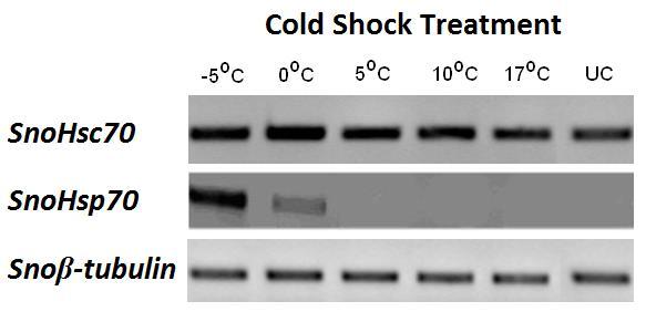 μέτρια επίδραση επί της έκφρασης του SnoHsc70 και SnoHsp70, η έκφραση άλλαξε ριζικά (Εικ. 6). Όλες οι χαμηλές θερμοκρασίες είχαν ως αποτέλεσμα την καταστολή της έκφρασης του SnoHsp70.