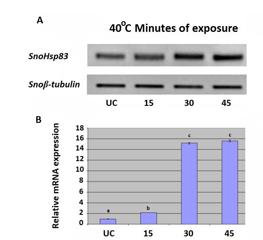 Εικ. 5. Ανάλυση των μεταγραφικών επίπεδων του γονιδίου SnoHsp83 σε μη διαπαύουσες προνύμφες (5 th instar 25 ημέρες από την επώαση), μετά από θερμικό στρες στους 40 o C για 15,30 και 40 λεπτά.