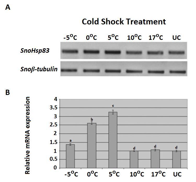 Εικ. 6. Ανάλυση των μεταγραφικών επίπεδων του γονιδίου SnoHsp83, μετά από ψυχρό στρες σε μη- διαπαύουσες προνύμφες ( 5 th instar 25 ημέρες από την επώαση.