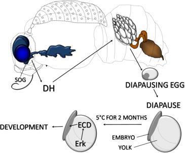 απογόνους. Η ορμόνη διάπαυσης διεγείρεται από τη δράση της τρεχαλόζης στα αναπτυσσόμενα ωάρια. (Yamashita, 1996). Εικόνα 5. Μητρικός έλεγχος της εμβρυικής διάπαυσης στο μεταξοσκώληκα Bombyx mori.
