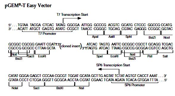 Εικόνα 2.3. H αλληλουχία της περιοχής κλωνοποίησης του pgem-t Easy φορέα. Στην πάνω πλευρά βρίσκεται η αλληλουχία πρόσδεσης της Τ7 RNA πολυμεράσης.