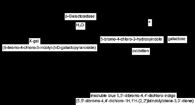 Για την κλωνοποίηση των πλασμιδιακών φορέων χρησιμοποιείται το βακτηριακό στέλεχος του Escherichia coli με την κωδική ονομασία DH5a.