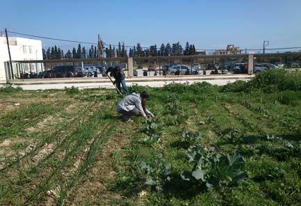Οι βιοκαλλιεργητές εξακριβώνουν ότι η μειωμένη απορροή και η συνολική βελτίωση της δομής του εδάφους με αυτούς τους τρόπους βοηθά επίσης στη μείωση των αρδευτικών αναγκών σε ξηρότερες περιοχές.