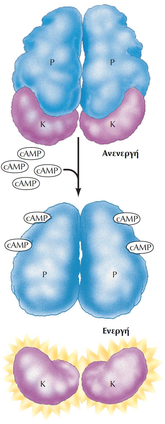 ΕΙΚΟΝΑ 15.20 Ρύθμιση της πρωτεϊνικής κινάσης A. Η ανενεργή μορφή της πρωτεϊνικής κινάσης A αποτελείται από δύο ρυθμιστικές (Ρ) και δύο καταλυτικές (Κ) υπομονάδες.