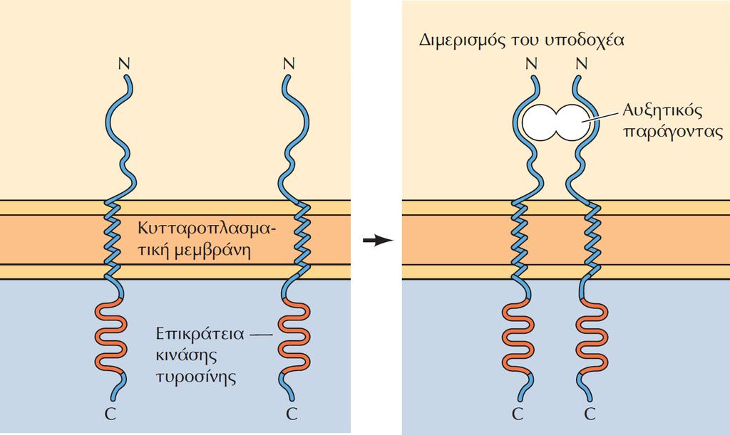 ΕΙΚΟΝΑ 15.15 Διμερισμός και αυτοφωσφορυλίωση των υποδοχέωνπρωτεϊνικών κινασών τυροσίνης. Η πρόσδεση του αυξητικού παράγοντα επάγει τον διμερισμό του υποδοχέα.