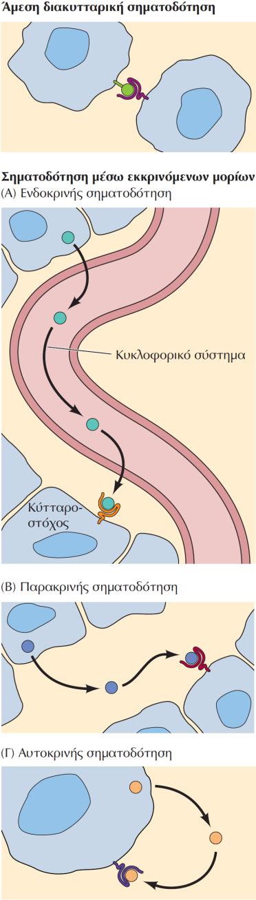 ΕΙΚΟΝΑ 15.1 Μηχανισμοί διακυτταρικής σηματοδότησης.