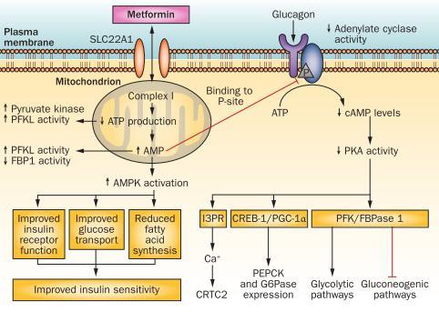 (PFK/FBPase 1). Η φωσφορυλίωση της PFK/FBPase 1 αναστέλλει την δράση της PFK και διεγείρει της FBPάσης 1 (Εικόνα 7Σφάλμα!
