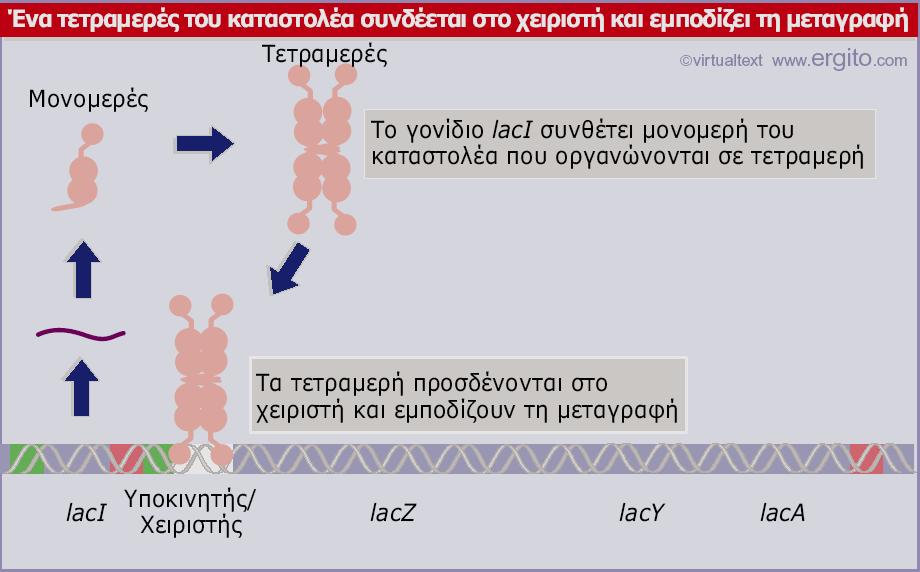 Καταστολή Εικόνα 10.7 Ο καταστολέας διατηρεί το οπερόνιο lac στην ανενεργή κατάσταση μέσω της πρόσδεσής του στο χειριστή.