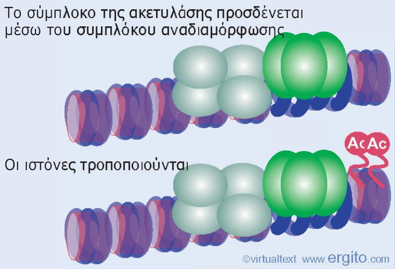 στρατολόγηση και τη δράση ενός συμπλόκου