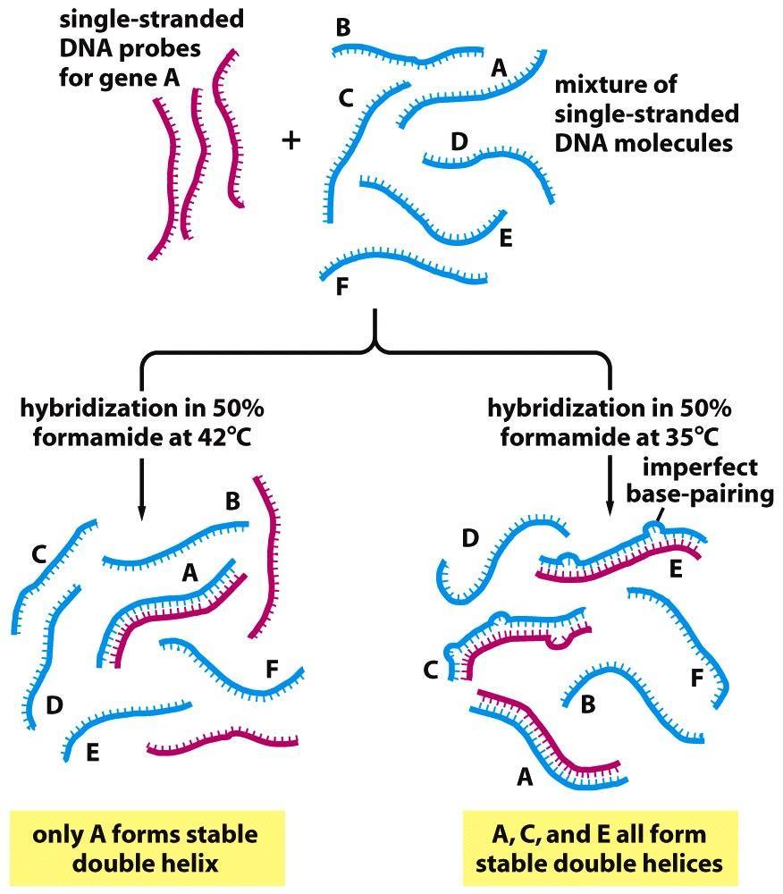 ή RNA