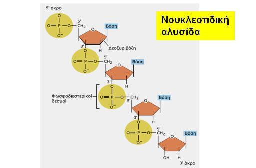 Κάθε αλυσίδα του DNA έχει κατεύθυνση 5 3 ενώ ο