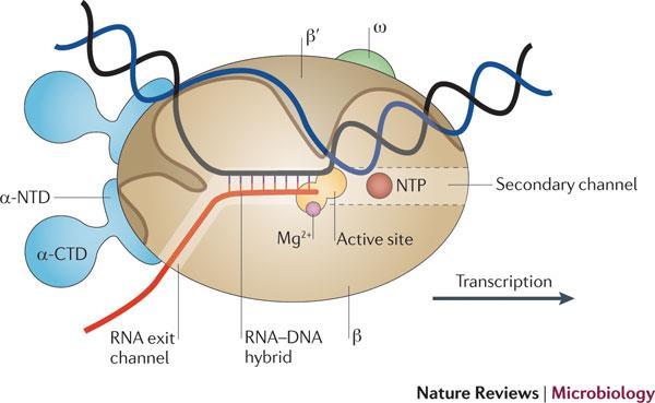 RNA