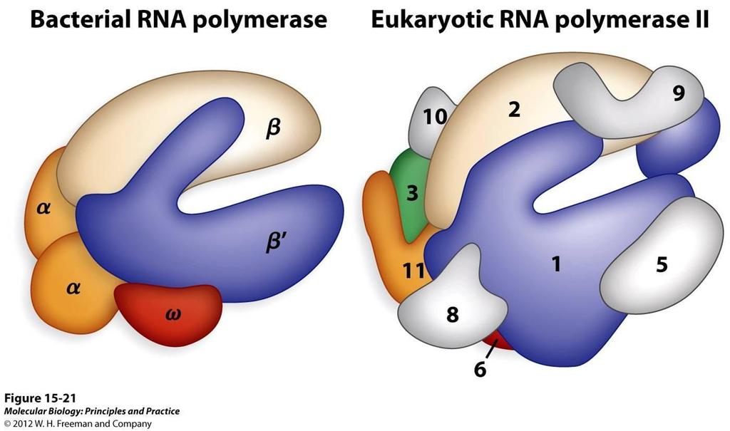 RNA