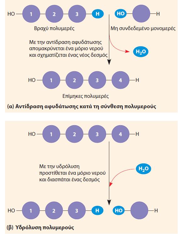 Τα μικρομόρια