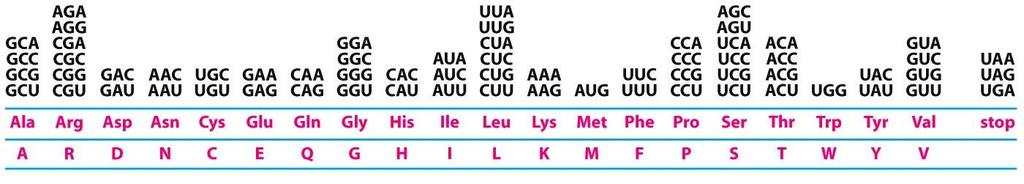 Γενετικός κώδικας Α-Εικόνα 7-20 α. 61 κωδικόνια με νόημα + 3 λήξης β.