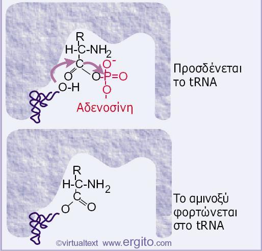 13 Μια αμινοακυλο-trna