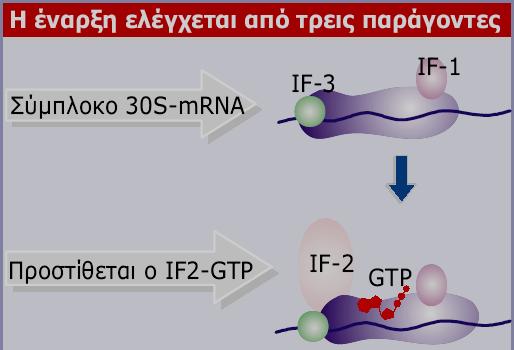 Έαρξη της μετάφρασης στους προκαρυωτικούς οργανισμούς Εικόνα 6.