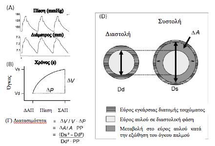 Σχήμα 4. Προσδιορισμός της αρτηριακής ελαστικότητας με υπερηχογραφικές μεθόδους. Α) Ταυτόχρονη καταγραφή της επίδρασης του όγκου παλμού στη πίεση και τη διάμετρο της αρτηρίας.