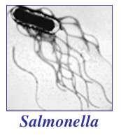 Salmonella Gram-αρνητικό βακτηρίδιο Προαιρετικά αναερόβιο LPS Επιβιώνει στο όξινο