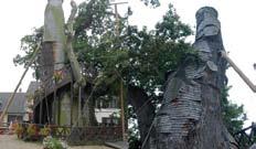 Преписали су програм за заливање и сада се дрво опоравило. Најстарије дрвеће на свету: Метузалем и Прометеј су најстарија два дрвета на свету.