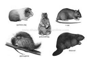Ωστόσο έχουν αναφερθεί σε κάποιες περιοχές ως φυσικά ζωϊκά υπόδοχα ποντικοί όπως και σκίουροι