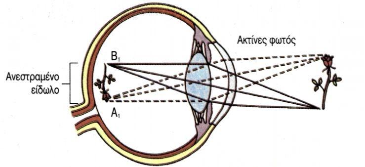 Η υψηλής ευκρίνειας όραση εξαρτάται από τον ακριβή σχηματισμό του ειδώλου του παρατηρούμενου αντικειμένου πάνω στον αμφιβληστροειδή όπως φαίνεται στην εικόνα 6.