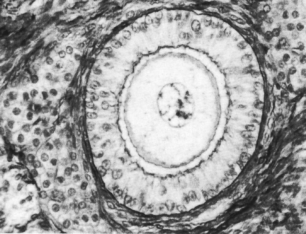 citoplazma jajne ćelije nukleus